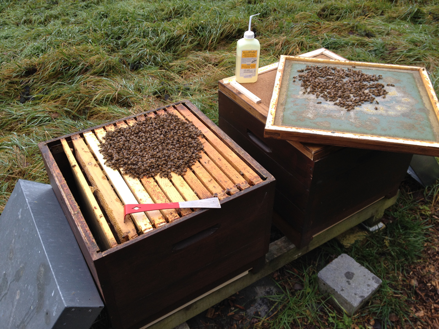 Oxalsäure Bienenwohl Winterbehandlung